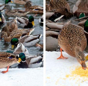 Is it possible to give seeds to ducks and how to properly feed sunflower seeds