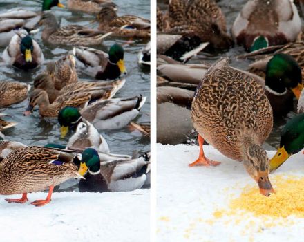 Is it possible to give seeds to ducks and how to properly feed sunflower seeds