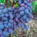 Description of grape varieties in Memory of Negrul and characteristics, history and cultivation