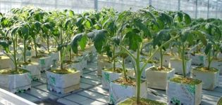 Basic rules for growing tomatoes using Dutch technology