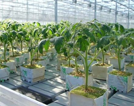 Basic rules for growing tomatoes using Dutch technology