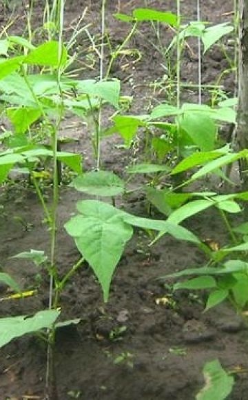 Menanam dan merawat kacang asparagus di ladang terbuka