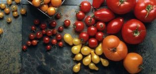 Les meilleures variétés de graines de tomates en pleine terre dans la région de Rostov