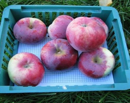 Characteristics and description of the variety of apple trees Memory of Kovalenko, pros and cons