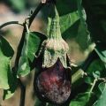 Description et traitement des maladies des aubergines, de leurs ravageurs et méthodes pour y faire face