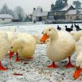 Description et caractéristiques des canards d'Eilsbury, règles d'élevage