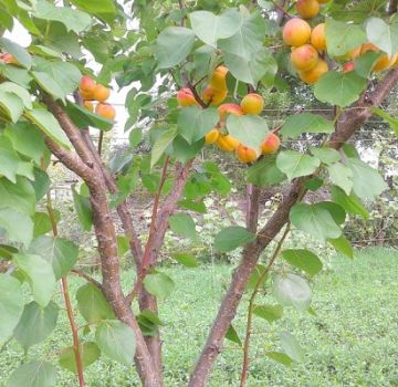 Description of the New Jersey apricot variety, yield characteristics and why the ovary falls