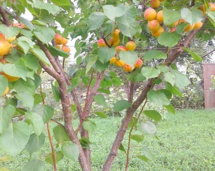 Description of the New Jersey apricot variety, yield characteristics and why the ovary falls