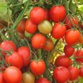 Description of the tomato variety Scarlet frigate f1, its characteristics and productivity