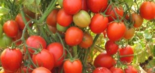 Description de la variété de tomate Frégate écarlate f1, ses caractéristiques et son rendement