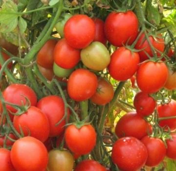 Description de la variété de tomate Frégate écarlate f1, ses caractéristiques et sa productivité