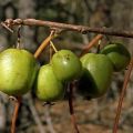 Opis a odrody odrôd actinidia Arguta, výsadba a starostlivosť