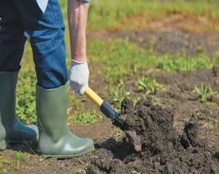 How to make a garden for cucumbers in the open field with your own hands