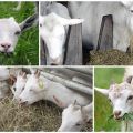 Lebih baik memberi makan kambing di rumah supaya lebih banyak susu