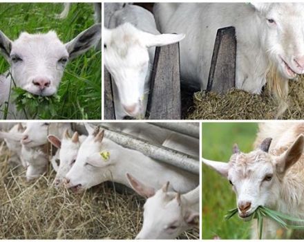 Mieux vaut nourrir la chèvre à la maison pour qu'il y ait plus de lait