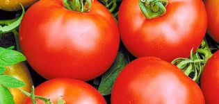 Description of the variety of tomato Voskhod, its characteristics and cultivation