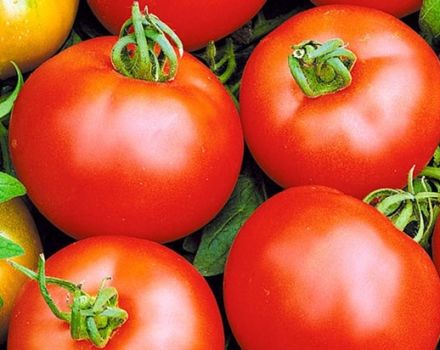 Penerangan mengenai pelbagai jenis tomato Voskhod, ciri dan penanamannya