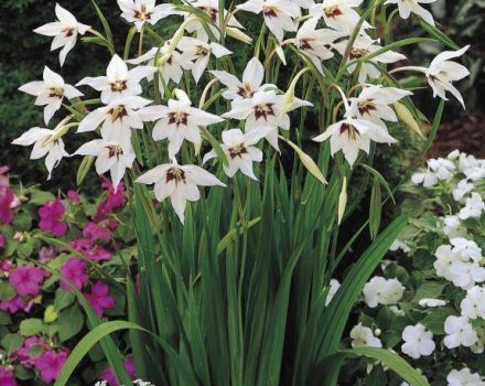 Descriptions and varieties of fragrant gladiolus or acidants, planting and care rules