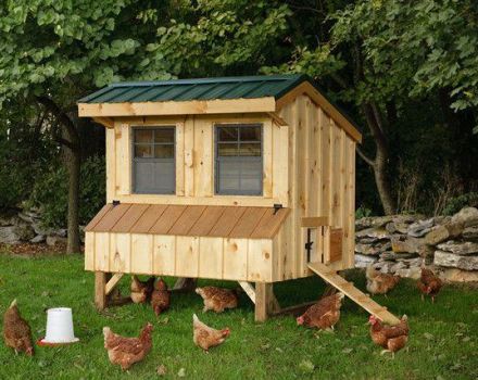 Step-by-step instructions on how to make a chicken coop for 10 chickens with your own hands