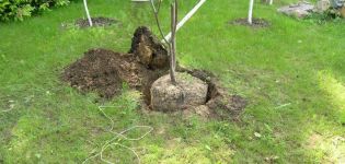 Cómo cultivar correctamente las cerezas en el jardín, la elección de las plántulas y los lugares, el cuidado.