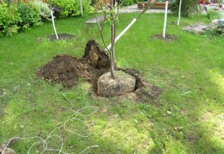 Cómo cultivar correctamente las cerezas en el jardín, la elección de las plántulas y los lugares, el cuidado.