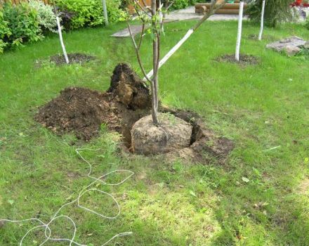 Cara menanam ceri dengan betul di kebun, pilihan anak benih dan tempat, penjagaan