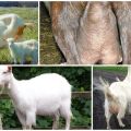 How to choose the right goat and popular breeds, productivity table