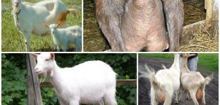 How to choose the right goat and popular breeds, productivity table