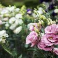 Cultiver et entretenir l'eustoma en plein champ, méthodes de sélection et variétés