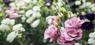 Cultiver et entretenir l'eustoma en plein champ, méthodes de sélection et variétés