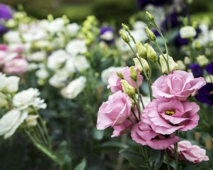 Cultivo y cuidado de eustoma en campo abierto, métodos de reproducción y variedades.