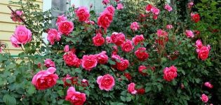 Description et caractéristiques des rosiers grimpants de la variété Parade, règles de culture