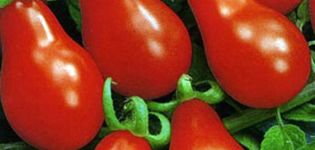 Characteristics and description of the Matryoshka tomato variety, its yield