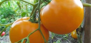 Description de la variété de tomate Orange miracle et ses caractéristiques