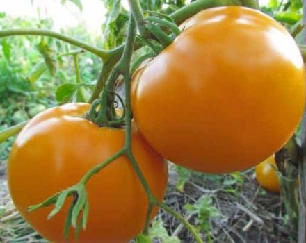 Penerangan mengenai pelbagai jenis tomato Keajaiban jeruk dan ciri khasnya