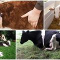 Symptoms of Cryptosporidiosis in Calves, Infection Routes and Treatment Methods for Cattle