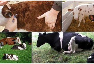 Symptoms of Cryptosporidiosis in Calves, Infection Routes and Treatment Methods for Cattle