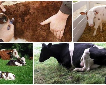 Symptoms of Cryptosporidiosis in Calves, Infection Routes and Treatment Methods for Cattle