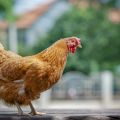 Ciri dan keterangan mengenai baka ayam Foxy Chick, peraturan pemeliharaan dan pembiakan