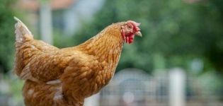 Ciri dan keterangan mengenai baka ayam Foxy Chick, peraturan pemeliharaan dan pembiakan