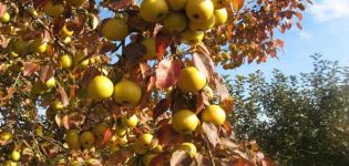 Las mejores variedades de peras para los Urales con una descripción, las sutilezas de cultivo y cuidado.