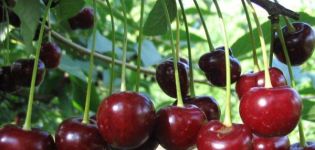 Description des variétés de cerises autofertiles résistantes au gel, productives et à faible croissance