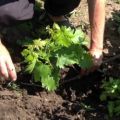 What is the best way to transplant grapes in summer, spring or autumn to a new place