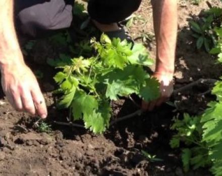 ¿Cuál es la mejor manera de trasplantar uvas en verano, primavera u otoño a un nuevo lugar?