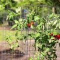 How to tie up tomatoes in a greenhouse and open field