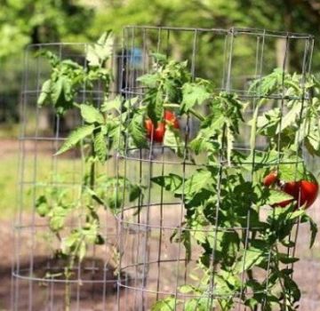 Comment attacher des tomates dans une serre et un champ ouvert