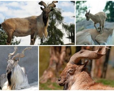 Descripción y dónde viven las cabras chamuscadas, estado y posición de la especie en la naturaleza