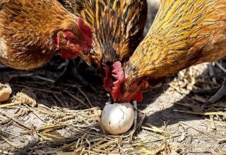 Où sont les protéines et comment donner correctement des protéines aux poulets