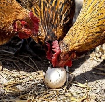 ¿Dónde está la proteína y cómo dar proteína adecuadamente a los pollos?