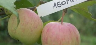 Description of the apple variety Aboriginal and the main characteristics of the culture, growing regions